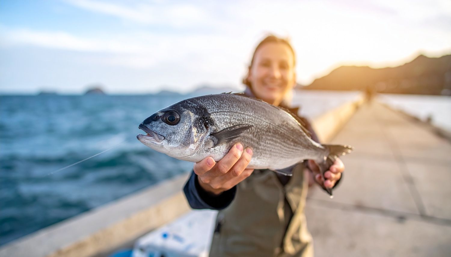 堤防で釣れたチヌ（クロダイ）